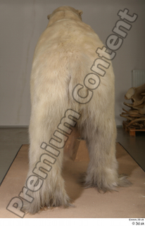 Polar bear whole body 0007.jpg